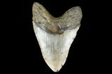 Fossil Megalodon Tooth - + Foot Prehistoric Shark #114404-2